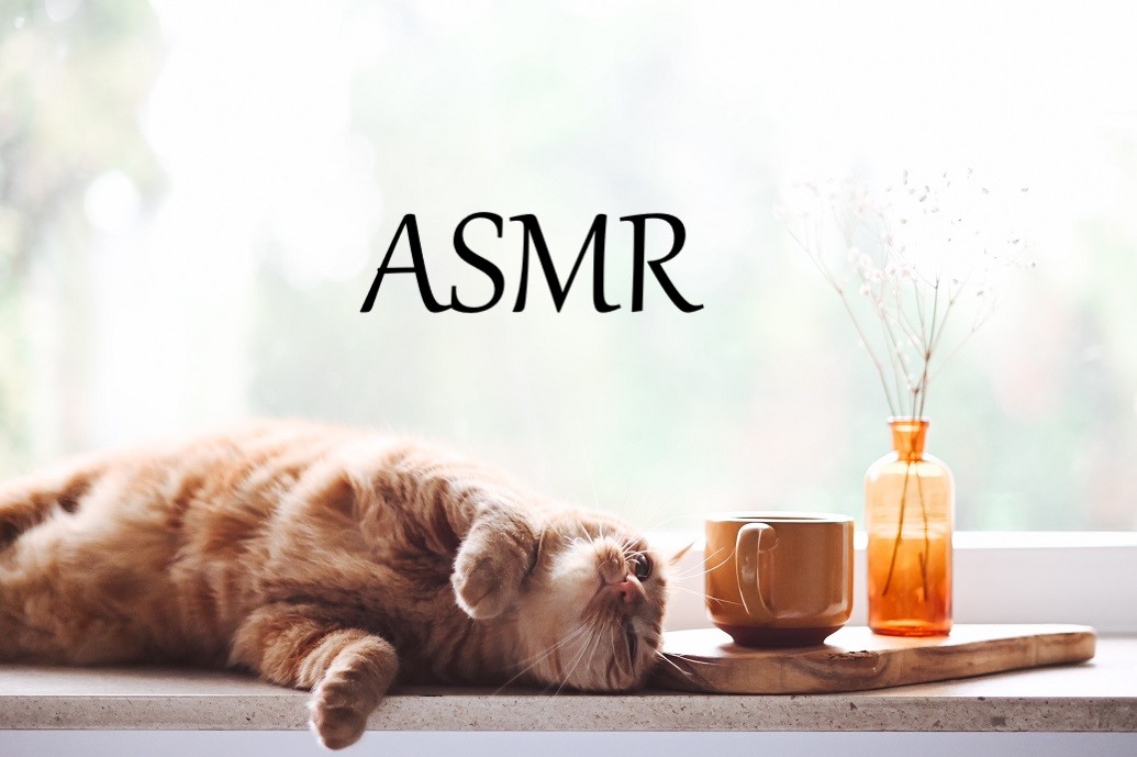 ASMRで気持ちよく、くつろぐ猫